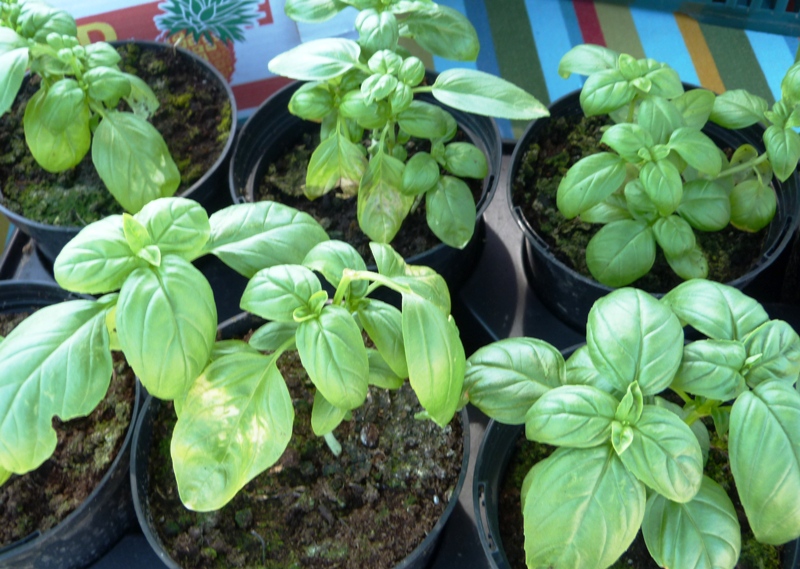 Camas basil
