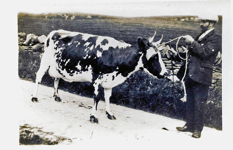 Ayrshire Cow