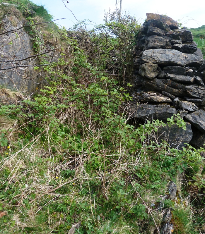 close up of sawpit overgrown websize