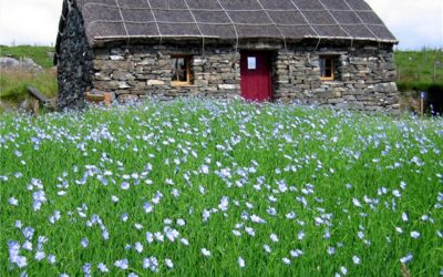 Flax Growing on Lismore