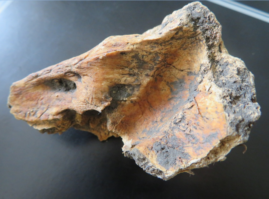 Bone sample